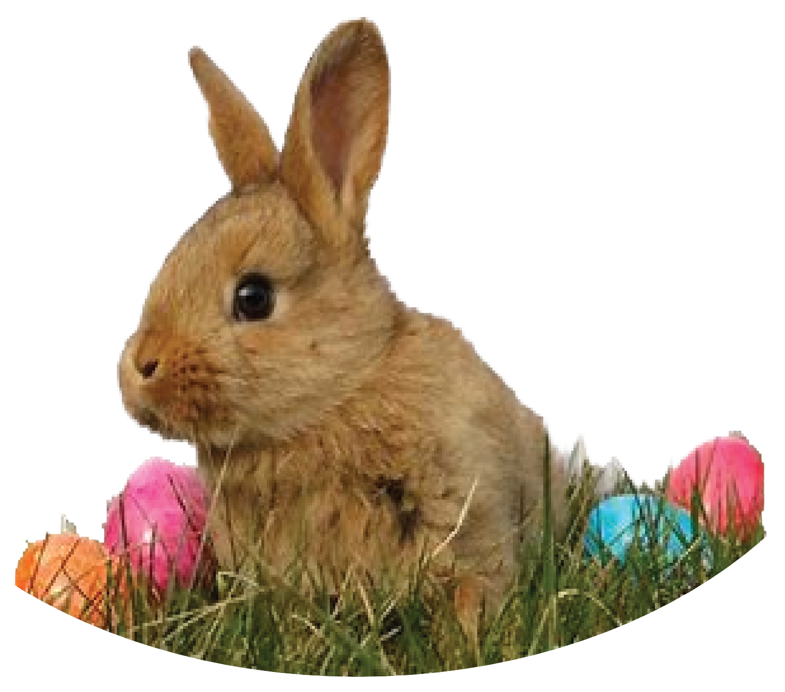 Osterhase freigestellt